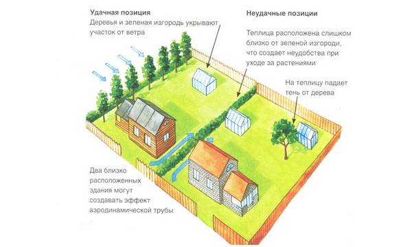 Выращивание декоративной спаржи