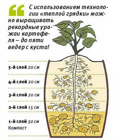 Выращивание декоративной спаржи