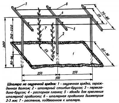 Выращивание огурцов в теплице