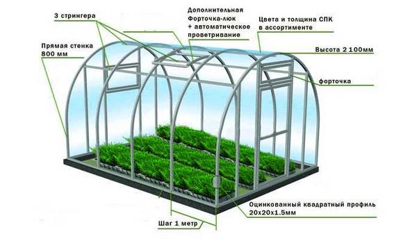 Выращивание свежей петрушки в зимнюю пору