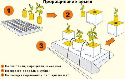 Выращивание зелени в парниках