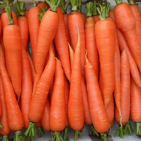 Витаминная морковь какие в морковке содержатся витамины, и на что они влияют