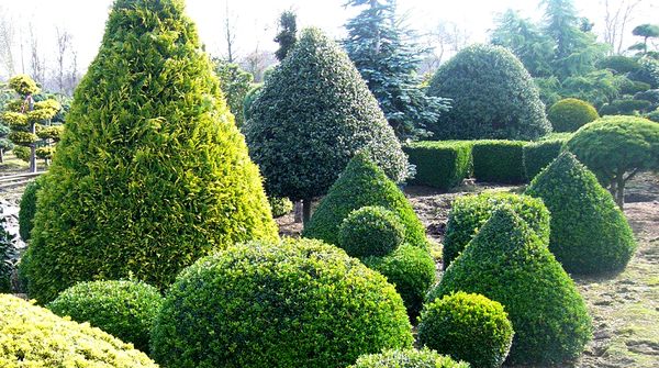 Особенности выбора и ухода за хвойными деревьями на участке