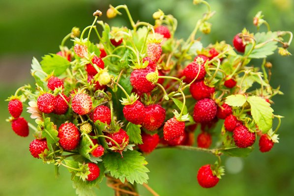 Ремонтантная земляника — за и против