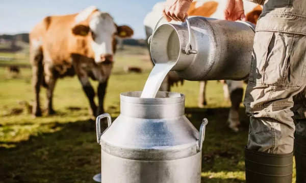 Без антибиотиков и пальмового масла: как отличить натуральное молоко от подделки