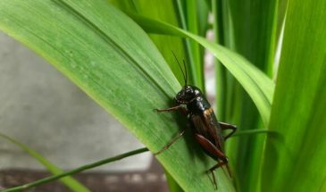 В России сделали первые снеки из сверчков