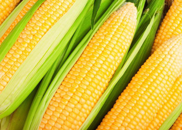 Идеальный урожай кукурузы