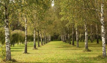 Так вкусно, что трудно в это поверить: как закрыть идеальный березовый сок, напоминающий мохито