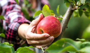 Диетолог назвала дешевый фрукт, который помогает убрать лишние килограммы