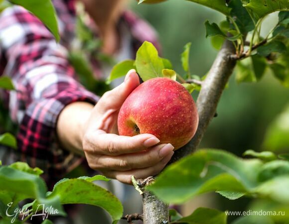 Диетолог назвала дешевый фрукт, который помогает убрать лишние килограммы