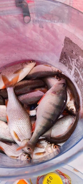 Рецепт: Жареная плотва — Чтобы косточки не попадались и рыбки с удовольствием съедались: совет бывалого рыбака