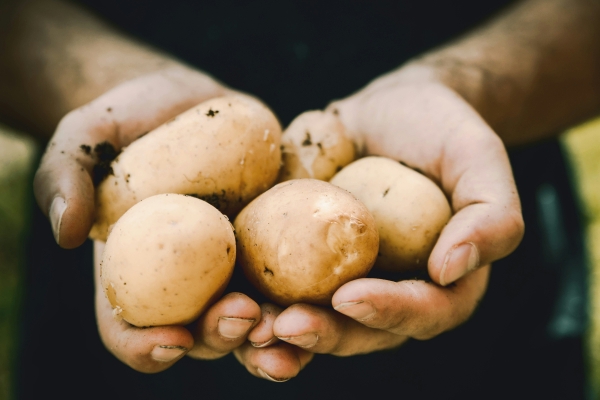 Самый вкусный гарнир, который вы могли пробовать: готовим молодой картофель в сметане с чесноком