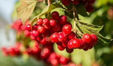 Какие осенние ягоды считаются суперфудами?