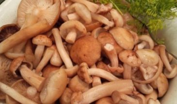 Рецепт: Опята маринованные — С укропчиком