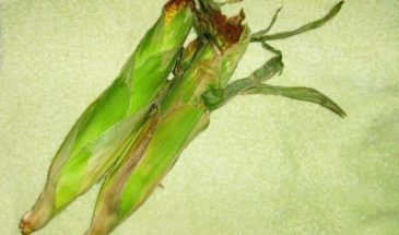 Рецепт: Кукуруза вареная — в листьях