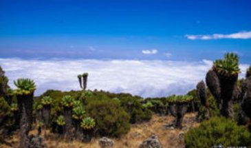 Восхождение на Килиманджаро с клубом «Кулуар»