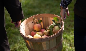 Тайна сохранения вкуса в каждом кусочке: как сушить яблоки в духовке