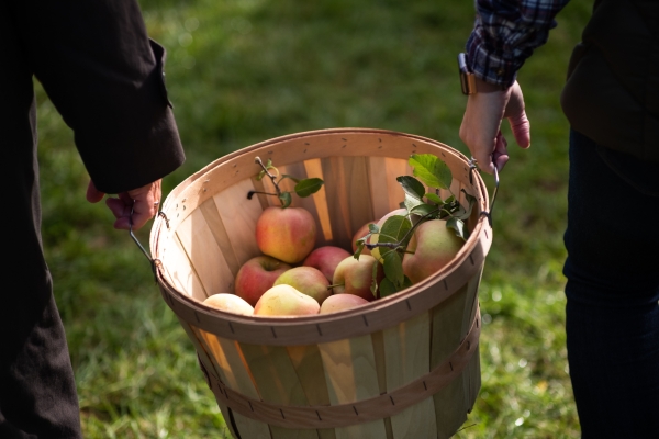 Тайна сохранения вкуса в каждом кусочке: как сушить яблоки в духовке