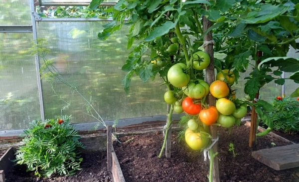У себя на на даче, к помидорам, всегда подсаживаю «соседей». 5 растений, от которых польза будет обоюдная