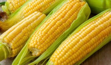 Врач Павлова: как приготовить кукурузу и «выжать» из нее всю пользу