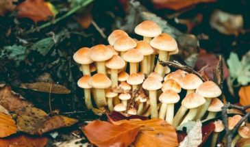 Врачи рассказали, какой осенний гриб приведет в порядок печень