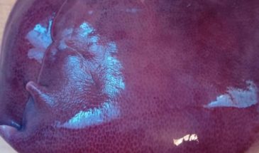 Рецепт: Салат из свиной печени — Вкусный и сытный салат » Джаз»