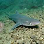Акулы черного моря