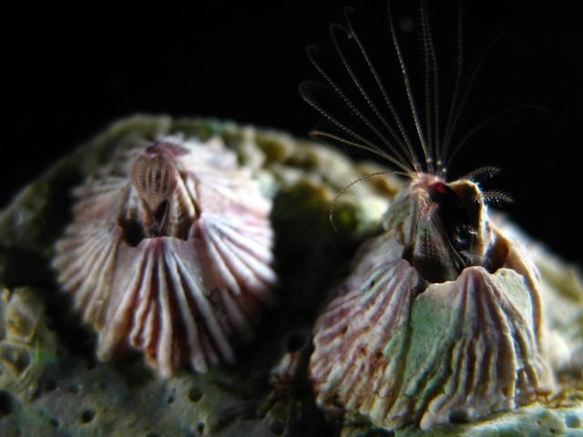 Усоногие рачки - морские желуди