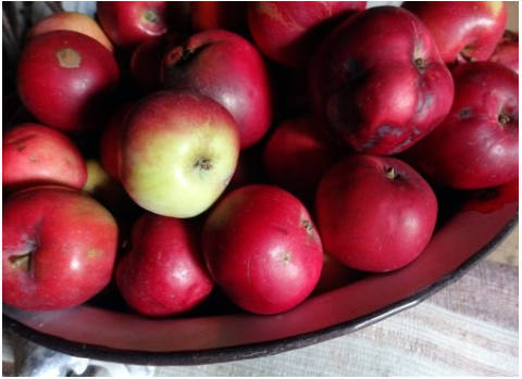 Как сушить яблоки в домашних условиях