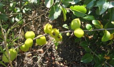 Рецепт: Японская айва, паста на зиму — очень полезный зимой продукт.