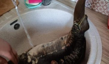 Рецепт: Карп на гриле — На углях, шашлык из карпа