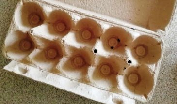 Зачем я заливаю водой яичные коробки. Полезный совет от мудрой хозяюшки: все соседи за него благодарят