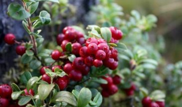 Перечислены ягоды, которые укрепляют сосуды — все можно купить на рынке