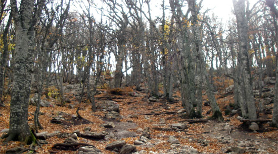 Горный лес на Ай-Петри