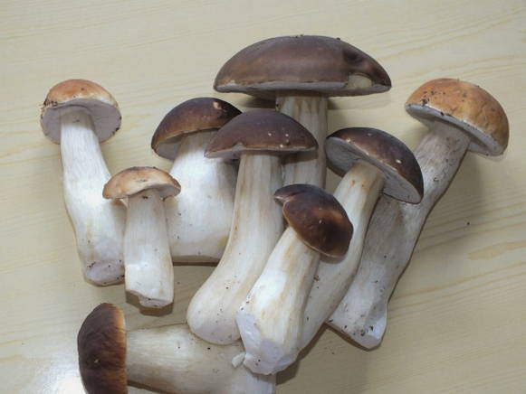 Белые грибы на зиму