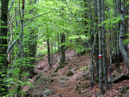 http://www.perekop.info/wp-content/uploads/beech-forest.JPG