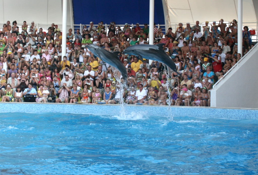 Шоу черноморских дельфинов