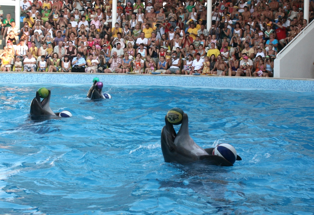 Шоу дельфинов в Крыму