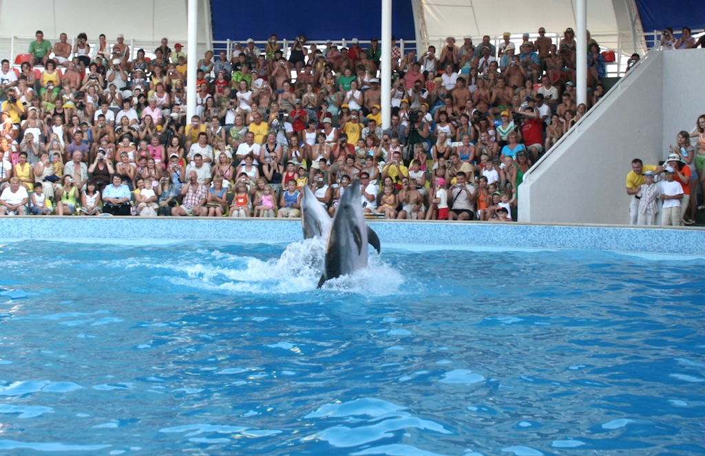 Шоу в крымском дельфинарии