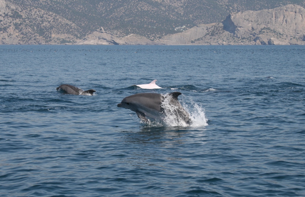 Дельфины сопровождают корабль