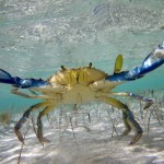 Животные песчаного мелководья Черного моря