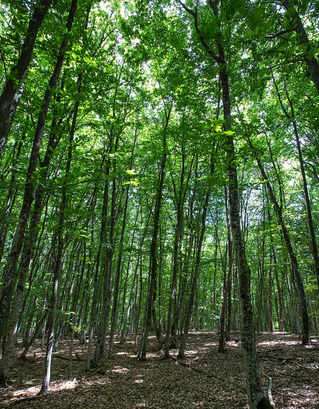 Крымский буковый лес