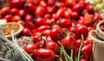 Без врача не пить: эксперты рассказали, какая опасность таится в шиповнике