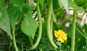 Найдено лучшее средство для «чистки» сосудов от холестериновых бляшек — в Японии оно давно в ходу