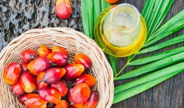 Названы неожиданные свойства пальмового масла: «спасает» мозг и полезнее, чем сливочное