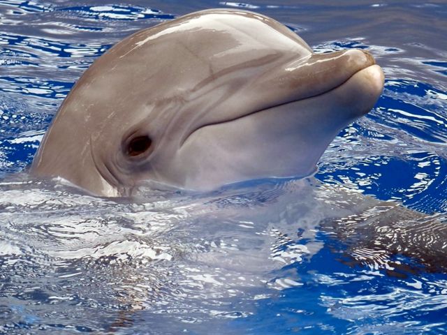 Черноморский дельфин в дельфинариуме