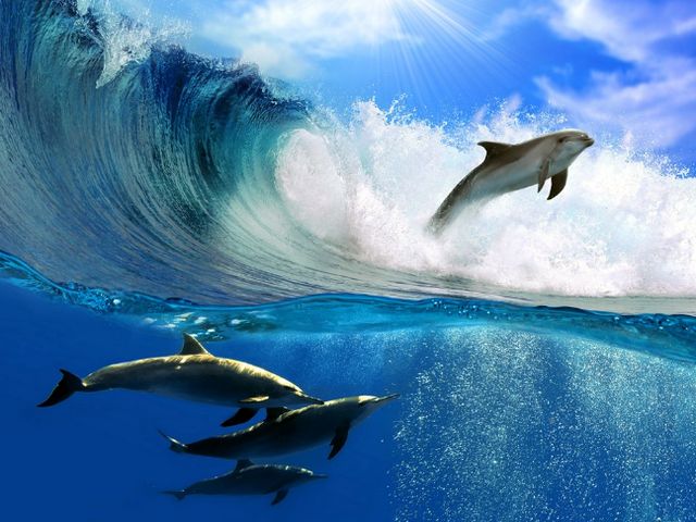 Дельфины резвятся в море