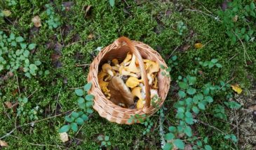 Не сушеные и не маринованные: альтернативный способ хранения грибов на зиму – вы удивитесь