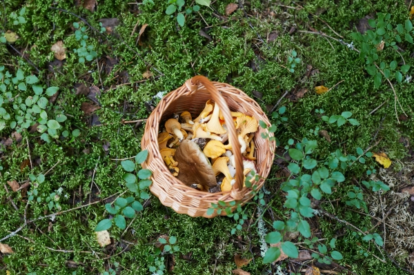Не сушеные и не маринованные: альтернативный способ хранения грибов на зиму – вы удивитесь