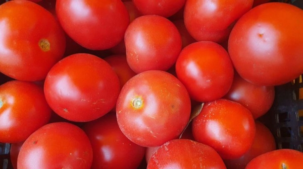 Маринованные томаты с горчицей: блюдо по бабушкиному рецепту